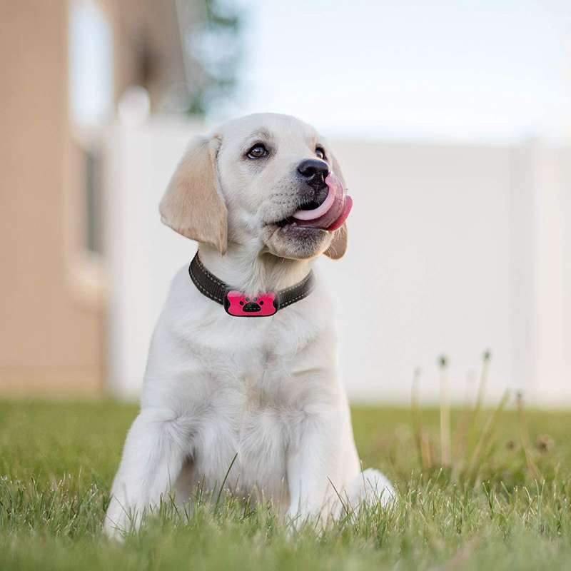 Anti-Bark Collar